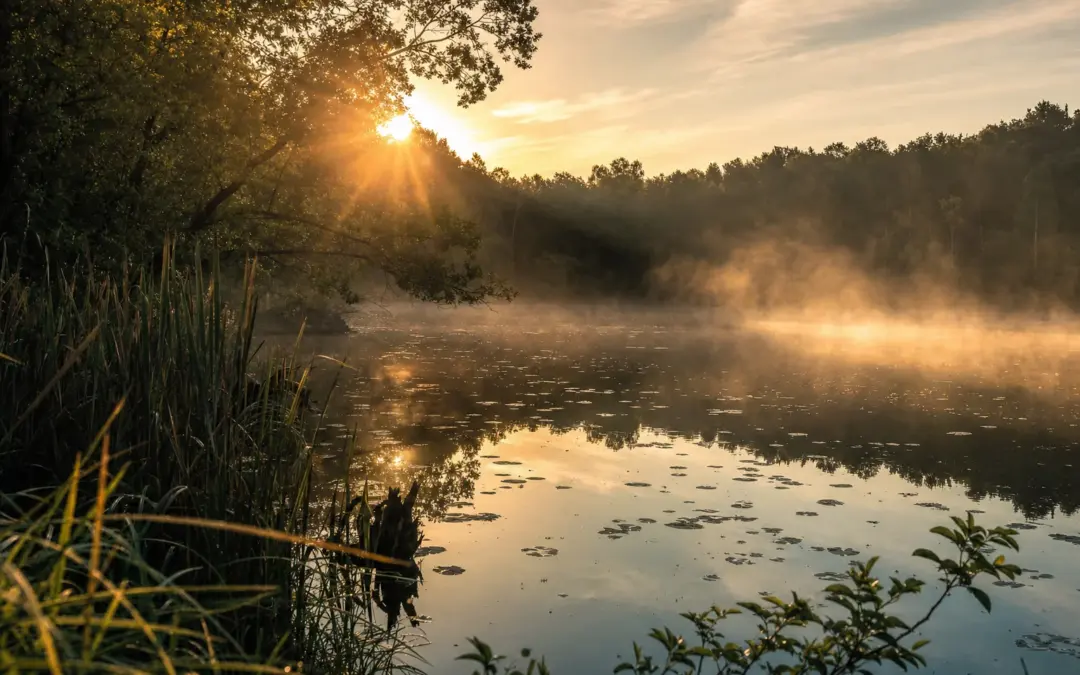 How to Identify Common Freshwater Fish: A Field Guide